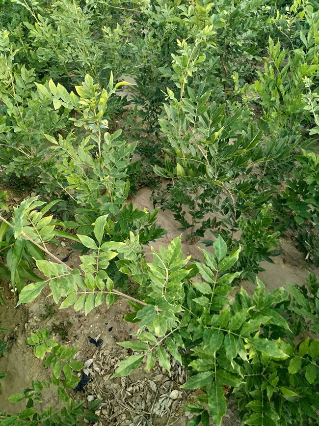 紫藤苗多少錢一棵?紫藤哪個品種最好看?