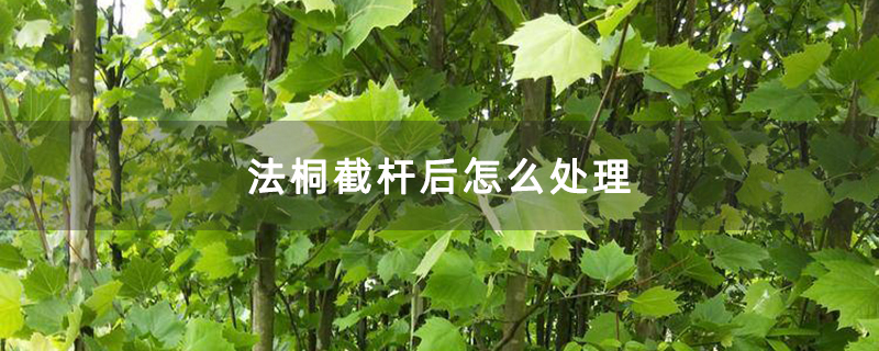 法桐截桿后怎么處理 法桐截桿后怎么處理