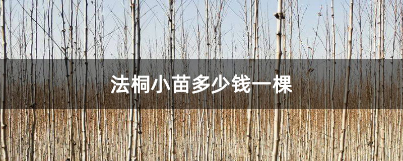 法桐小苗多少錢一棵 法桐小苗多少錢一棵