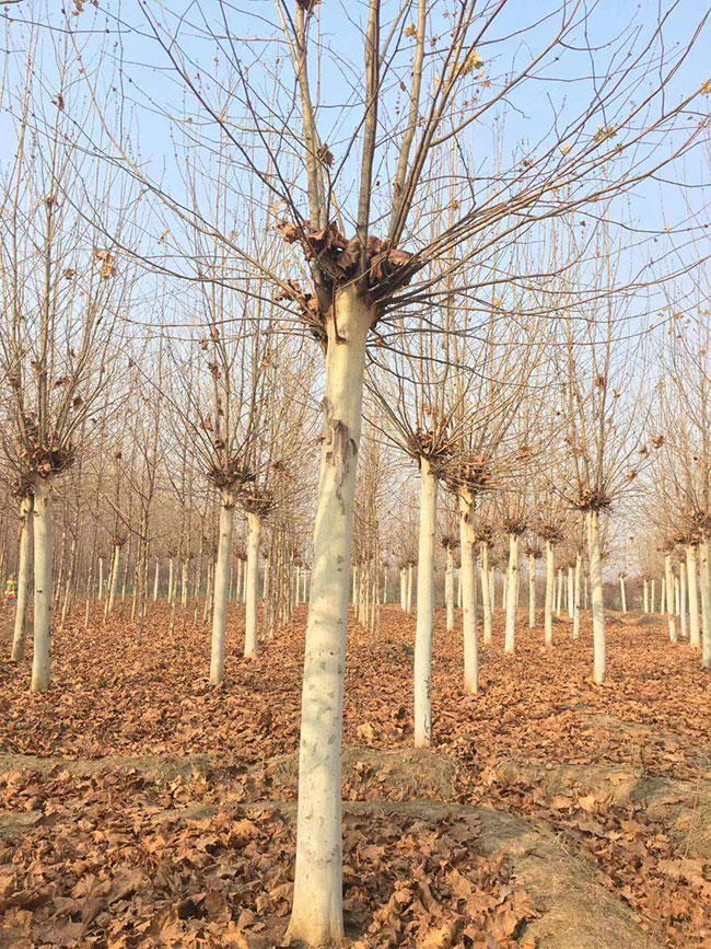 法桐什么時候種植好?法桐種植前景分析