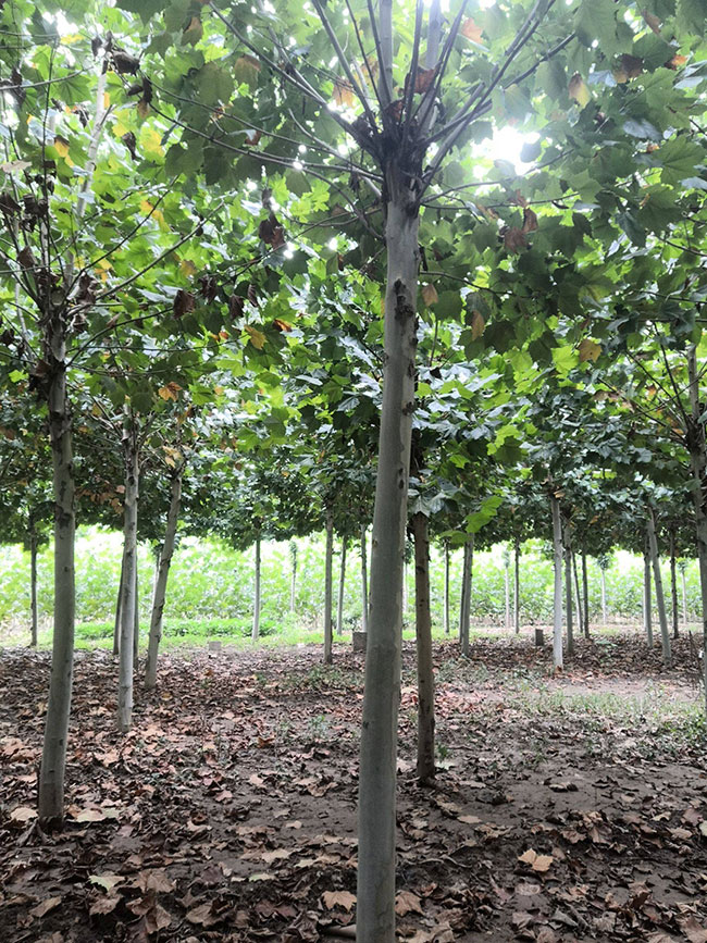 法桐樹如何栽種?速生法桐的移栽方法 法桐樹如何栽種?速生法桐的移栽方法