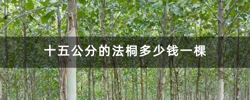 十五公分的法桐多少錢一棵 十五公分的法桐多少錢一棵