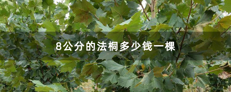 米徑8公分的法桐 米徑8公分的法桐