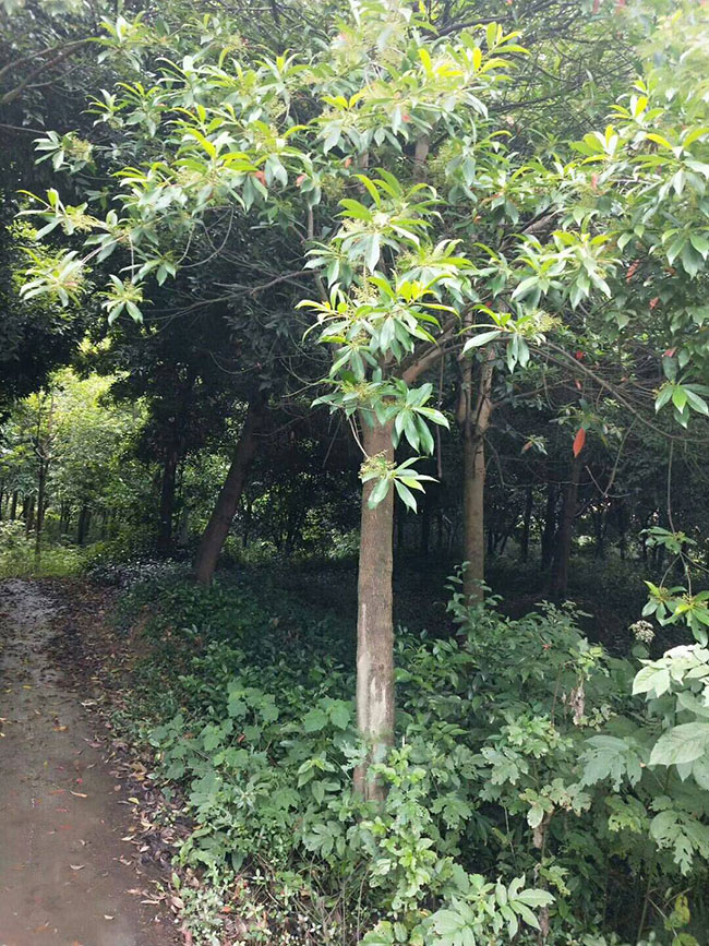 杜英 杜英