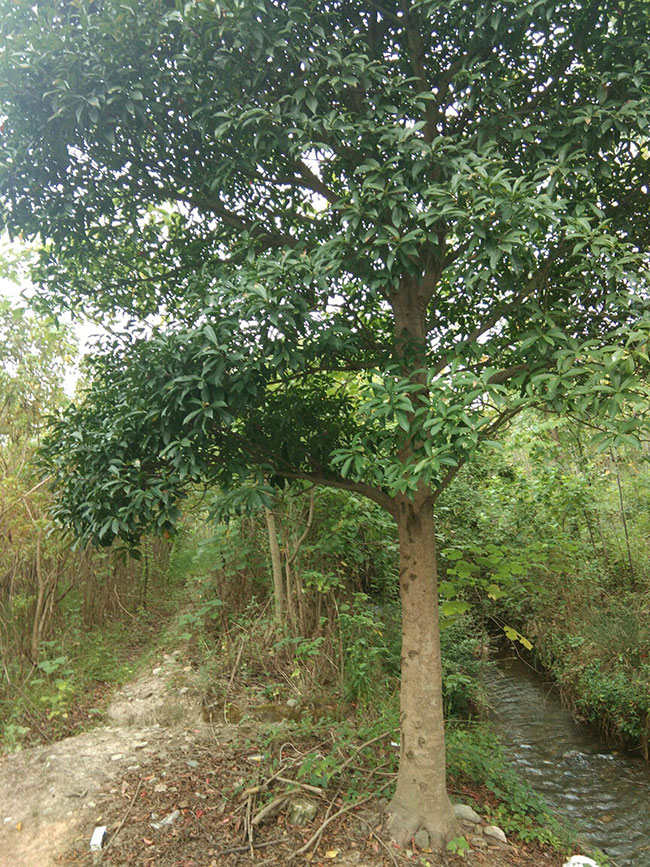 杜英 杜英