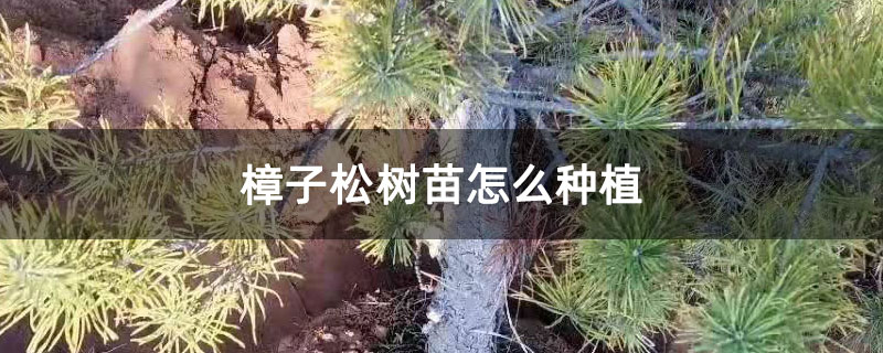 樟子松樹苗怎么種植 樟子松樹苗怎么種植