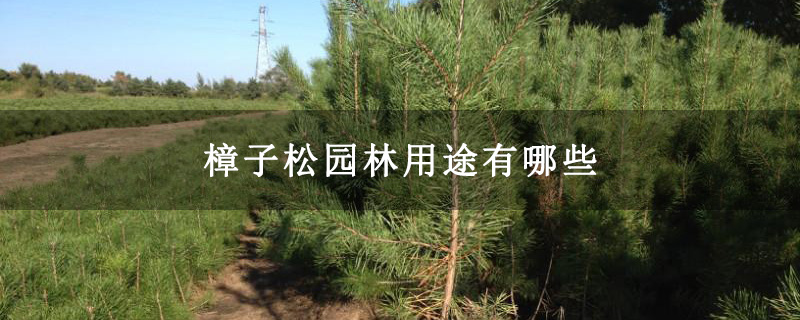 樟子松園林用途有哪些 樟子松園林用途有哪些