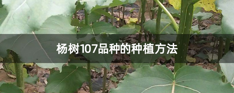楊樹107品種的種植方法 楊樹107品種的種植方法