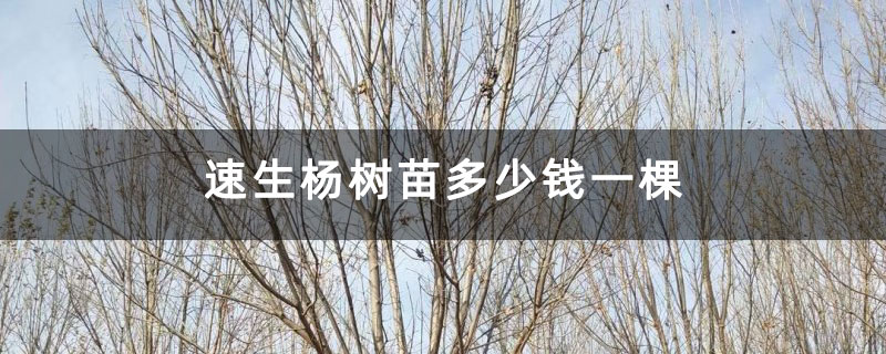 速生楊樹苗多少錢一棵