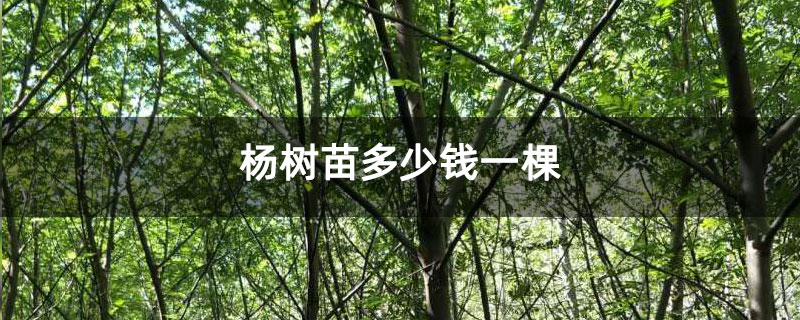 楊樹苗多少錢一棵 楊樹苗多少錢一棵