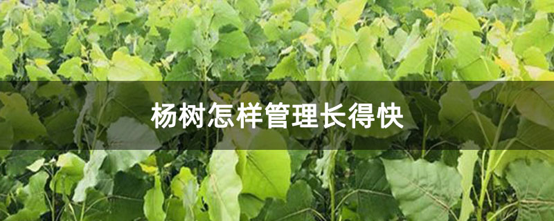 楊樹怎樣管理長得快 楊樹怎樣管理長得快