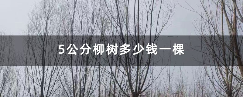 5公分柳樹多少錢一棵 5公分柳樹多少錢一棵