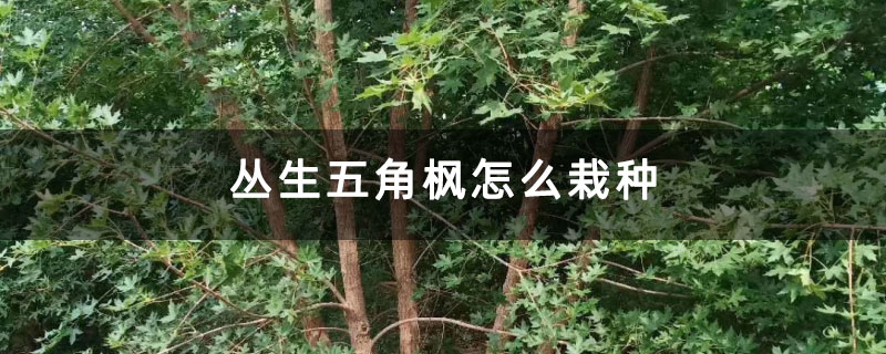 叢生五角楓怎么栽種 叢生五角楓怎么栽種