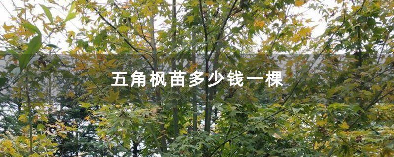 五角楓苗多少錢一棵 五角楓苗多少錢一棵