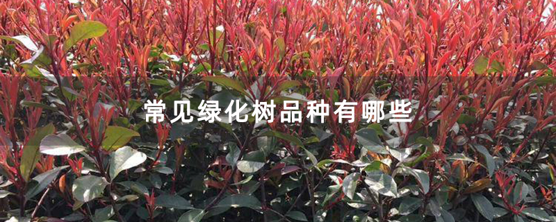 常見綠化樹品種有哪些 常見綠化樹品種有哪些