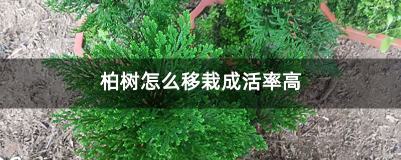 柏樹怎么移栽成活率高 柏樹怎么移栽成活率高