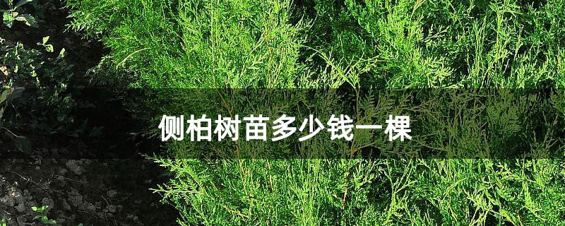 側柏樹苗多少錢一棵 側柏樹苗多少錢一棵