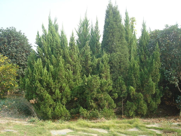 柏樹 柏樹