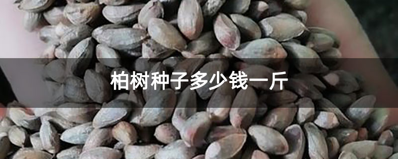 柏樹種子多少錢一斤 柏樹種子多少錢一斤