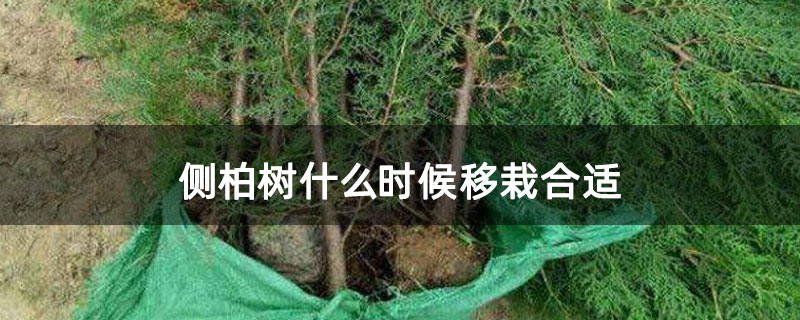 側柏樹什么時候移栽合適 側柏樹什么時候移栽合適