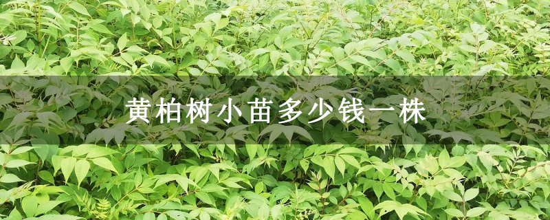 黃柏樹小苗多少錢一株 黃柏樹小苗多少錢一株