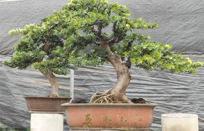 1606190681451469.jpg 松樹盆景怎么澆水?盆栽松柏樹養護方法
