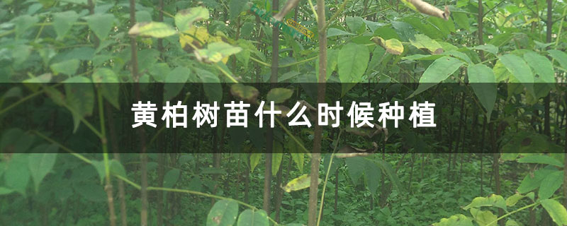 黃柏樹苗什么時候種植 黃柏樹苗什么時候種植