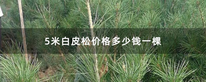 5米白皮松 5米白皮松