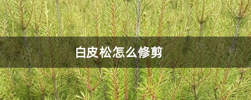白皮松怎么修剪 白皮松怎么修剪