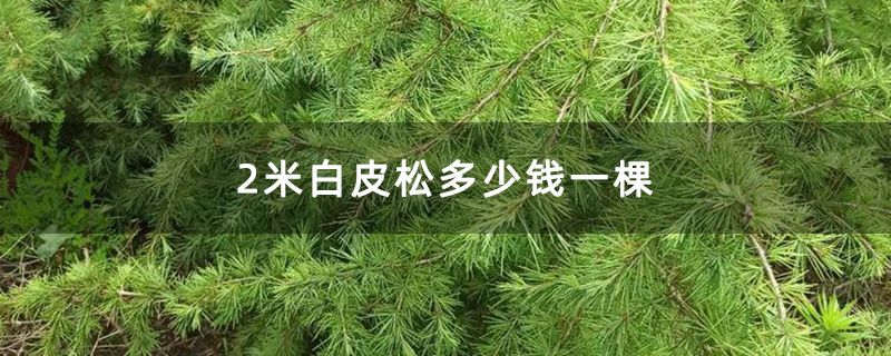 2米白皮松 2米白皮松