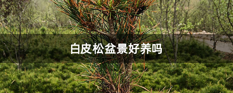 白皮松盆景好養嗎 白皮松盆景好養嗎