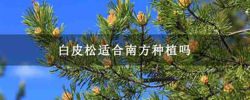 白皮松適合南方種植嗎 白皮松適合南方種植嗎