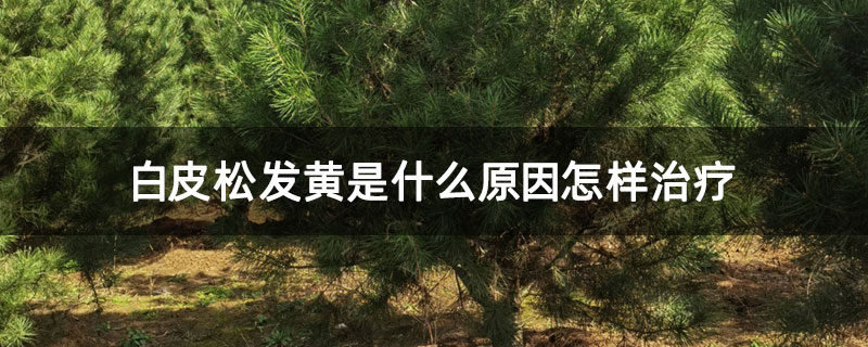白皮松發黃是什么原因怎樣治療 白皮松發黃是什么原因怎樣治療