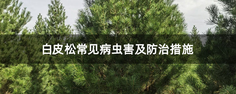 白皮松常見病蟲害及防治措施 白皮松常見病蟲害及防治措施