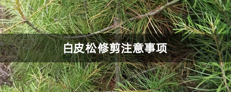 白皮松修剪注意事項 白皮松修剪注意事項
