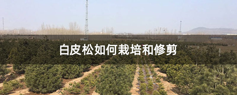 白皮松如何栽培和修剪 白皮松如何栽培和修剪