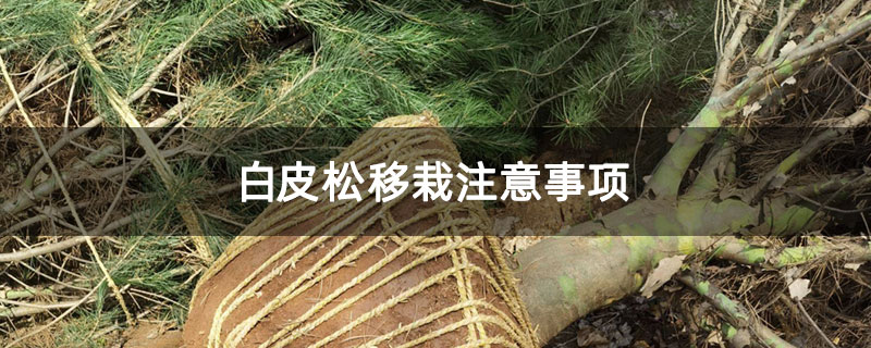 白皮松移栽注意事項 白皮松移栽注意事項
