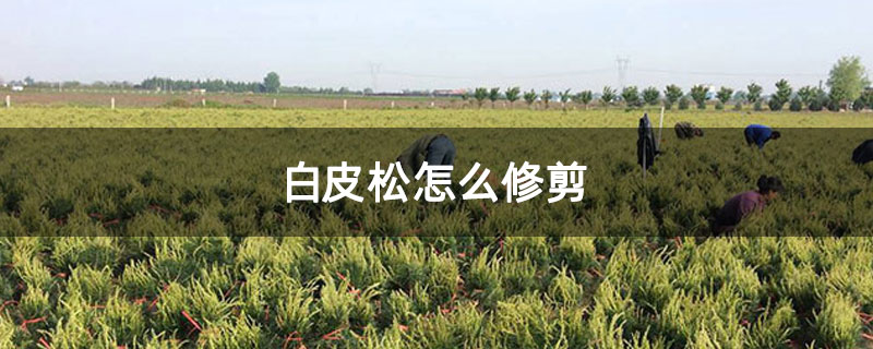白皮松怎么修剪 白皮松怎么修剪