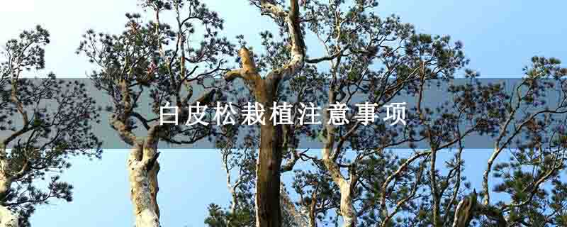 白皮松栽植注意事項 白皮松栽植注意事項