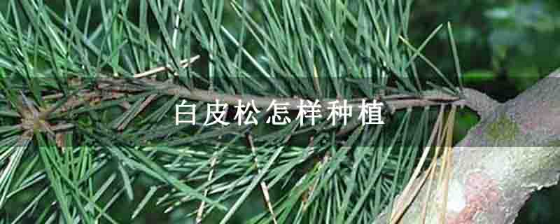 白皮松怎樣種植