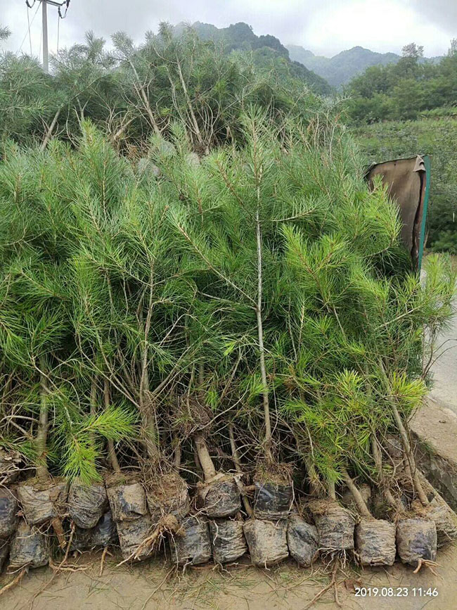 白皮松多少錢一棵?2020年白皮松價格最新價格 白皮松多少錢一棵?2020年白皮松價格最新價格