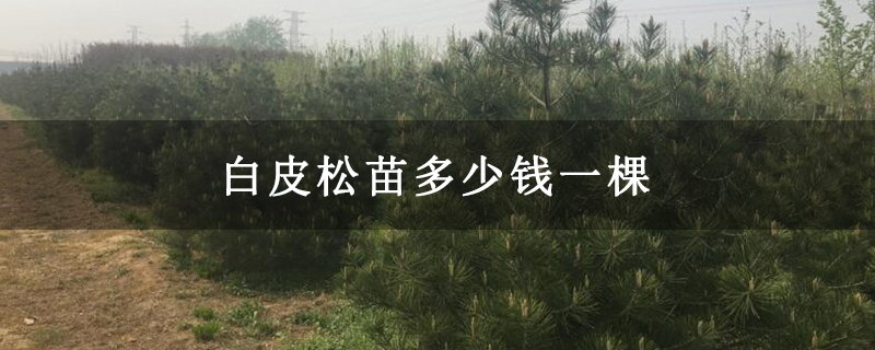 白皮松苗多少錢一棵 白皮松苗多少錢一棵