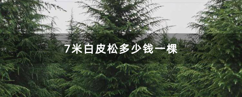 7米白皮松 7米白皮松