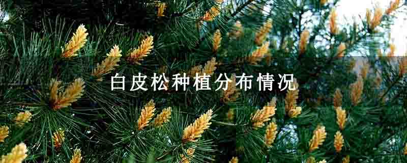 白皮松種植分布情況 白皮松種植分布情況