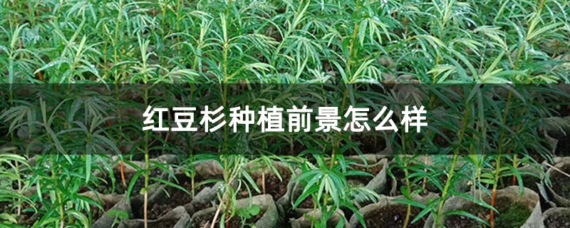 紅豆杉種植前景怎么樣 紅豆杉種植前景怎么樣