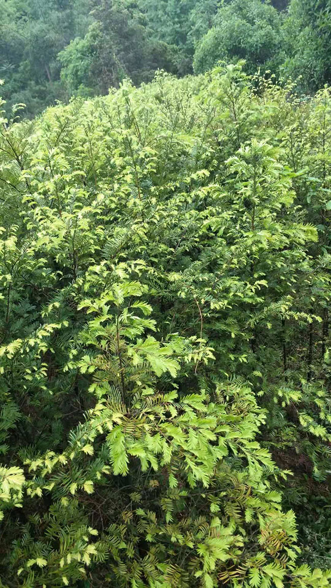 紅豆杉 紅豆杉
