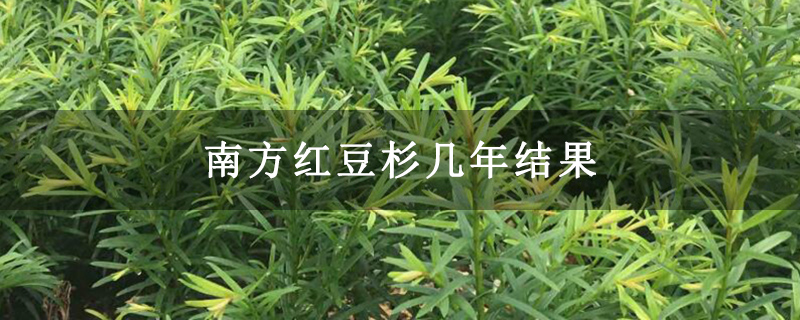 南方紅豆杉幾年結果 南方紅豆杉幾年結果