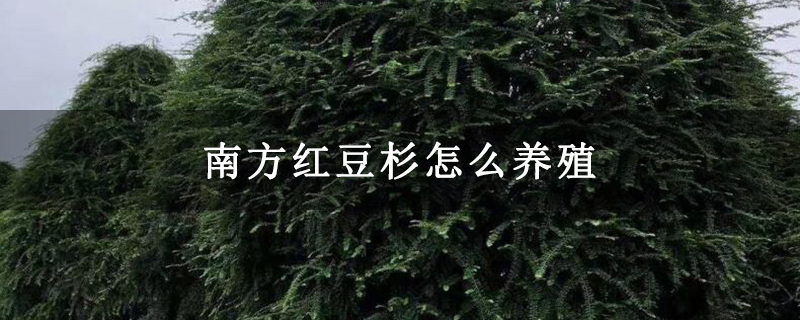 南方紅豆杉怎么養殖 南方紅豆杉怎么養殖