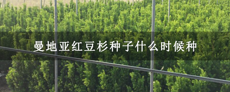 曼地亞紅豆杉種子什么時候種 曼地亞紅豆杉種子什么時候種