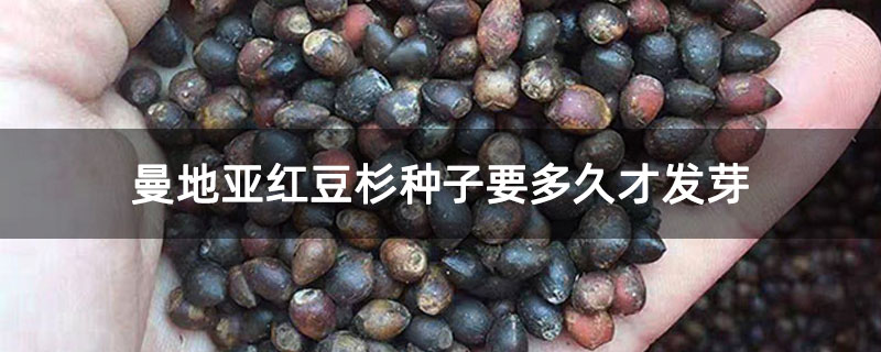 曼地亞紅豆杉種子要多久才發芽 曼地亞紅豆杉種子要多久才發芽